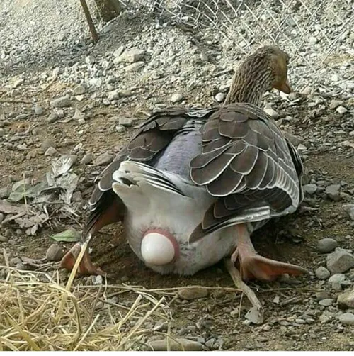 اردک در حال تخم گذاری