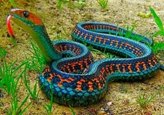 مار بندجورابی (Garter snake) کالیفرنیا. این مار زنده‌زا و