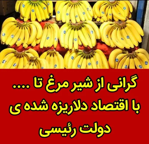 🔴 موز صد هزار تومانی در اقتصاد دلاریزه شده ایران با گران 