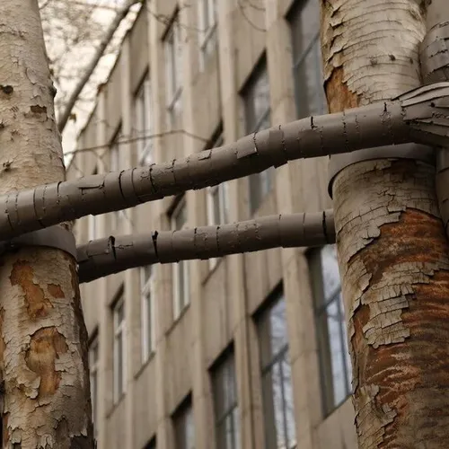 خلاقیت شهرداری در تبدیل درختان خشکیده به اثر هنری با نصب 