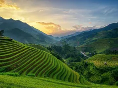 ویتنام مزارع چای