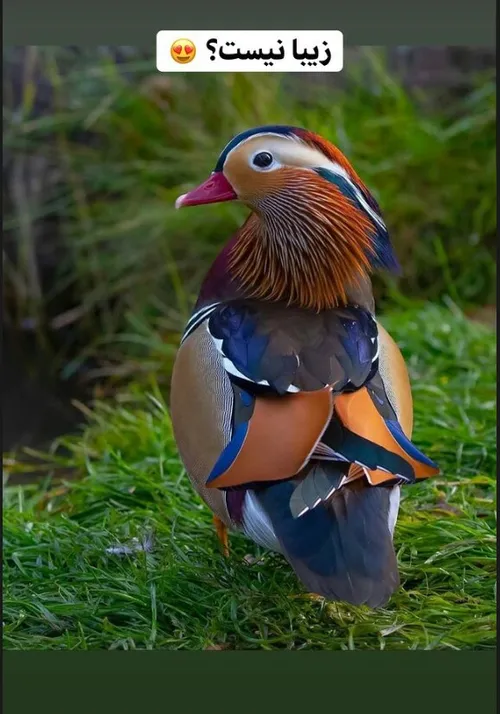 چقدر عجیب و جالبه..😻🐦