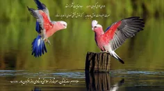 عاشقانه ها sajjad700 17506545