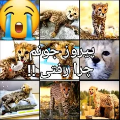 پیروز 😭🥺😱