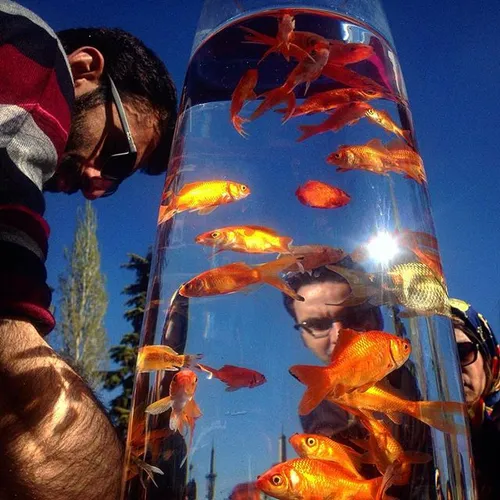 An Iranian vendor sells goldfishes to a family as a tradi