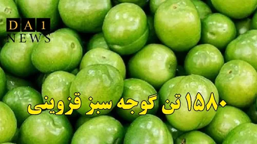 یک هزار و ۵۸۰ تن گوجه سبز در استان قزوین برداشت می شود