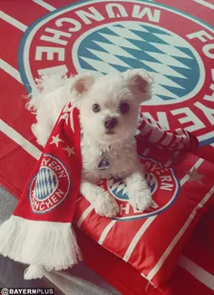 #Bayern München👍 👌 ✌