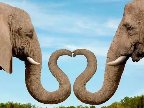 خرطوم فیل ها نیز بسیار شگفت انگیز است. وزن این عضو بدن حد