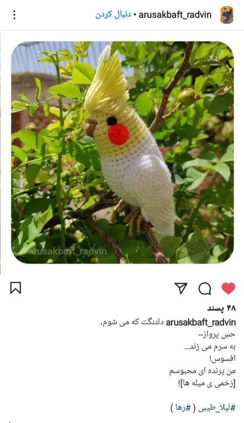 سعید فلاحی