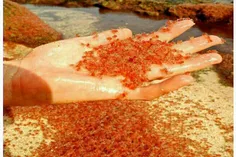 بچه خرچنگ های قرمز جزیره ی کریسمس در #استرالیا که تصویری 