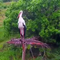 لک‌لک سفید (White stork) پرنده‌ای بزرگ از خانواده لک‌لک‌ه