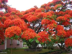 یک درخت گل زیبا در برزیل. خانه‌ی اصلی این نوع درختچه‌ی گل
