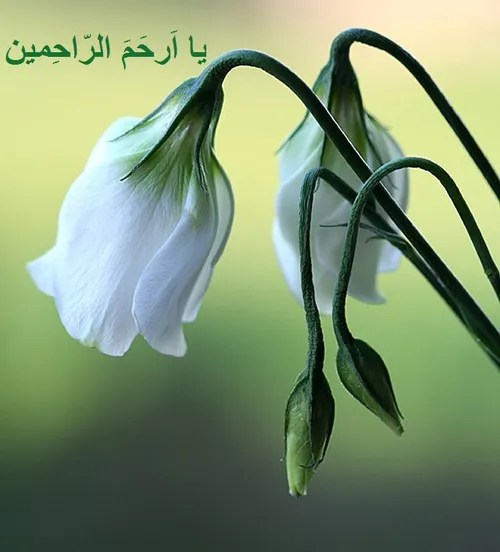 ذکر روز سه شنبه