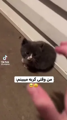 این منم وقتی گربه میبینم مخصوصا گربه های داییم 👍👍😺😺