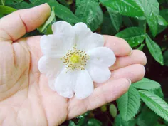 🕊 🌹 عید سعید فطر و پایان ماه صیام، بخواهیم از خدای ذو الج