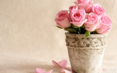 گلدان قدیم گل رز صورتی خیلی زیباتر