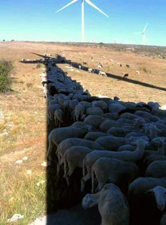 فرار گوسفندان از گرما...!!!😫