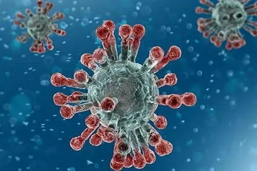 کرونا ویروس تا سه روز بر روی خیار باقی می ماند مطالعه محققان در مورد انتقال کرونا ویروس از طریق میو