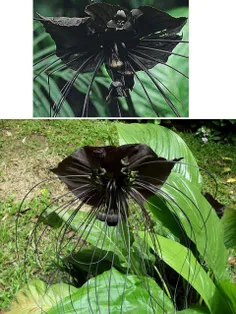 دلیل خاص و غیرمعمول بودن گل سیاه, گل گلبرگ های سیاه و شکل