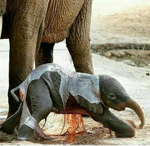 لحظه بدنیا آمدن بچه فیل