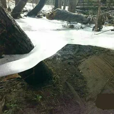 لایه ی نازکی از یخ که بعد از سیل ، ردی تنه ی درختان باقی 