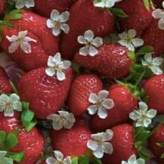 سلام توت فرنگی های روبی 