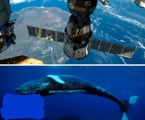 ‏دانشمندان بریتانیایی نهنگ ها را از مدار زمین می شمارند!