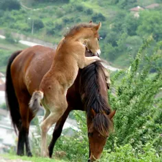 چی داری بگی