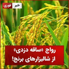 رواج ساق دزدی از شالیزارهای برنج!