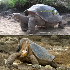 « تک و تنها » ، نامی بود که برای یک لاکپشت که 3 قرن زندگی