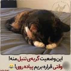 بچه هاااا گربم انگل گرفته چیکار کنمممممممم😭😭😭بهش یه قرص د