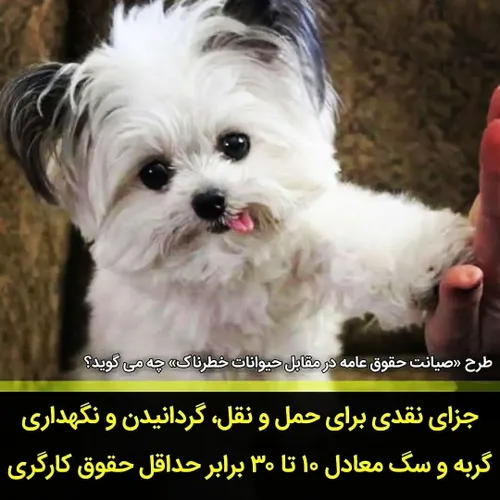 مجازات سگ گردانیvakilp1mashhad