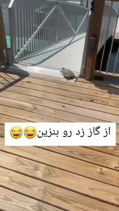 لاک‌پشت دوگانه‌سوز 🐢😄