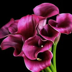 این گل وتقدیم میکنم به همه دوستان ویسگونی