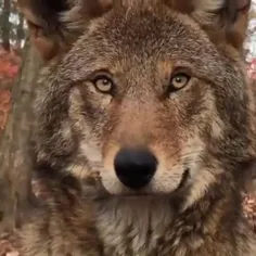 گرگ قرمز (Red wolf) بومی جنوب شرقی ایالات متحده است. اندا