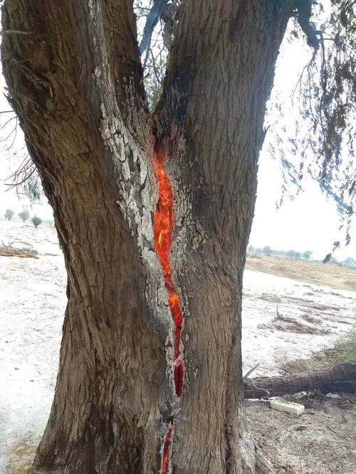 برخورد صاعقه به درخت در روستای حمیران بندرلنگه😯