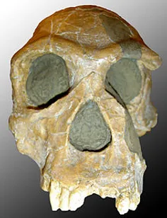 انسان ماهِر با نام علمی هومو هابیلیس Homo habilis یکی از 