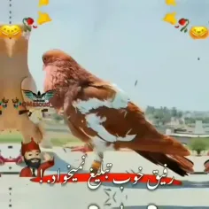 #لاتی 