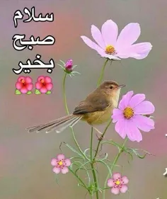 🌺☘🌼بِسْمِ ألله ألرحْمنِ ألرَحيمْ