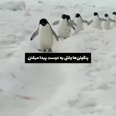 دوستی پنگوئن ها