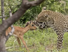 ‏جمهوری‌خواه‌ها خیلی بدن