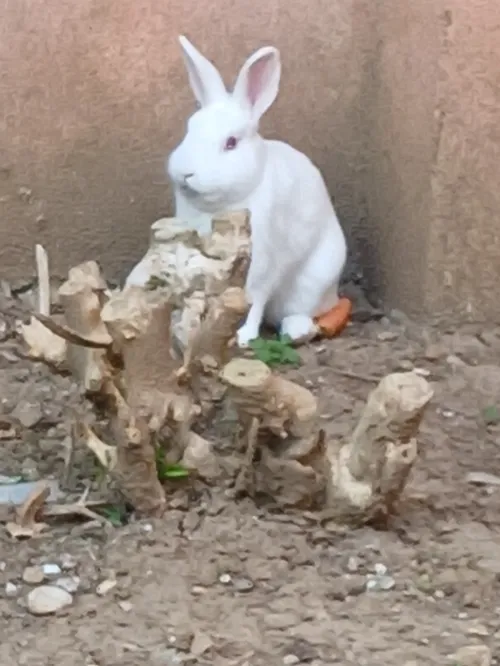 ببینین این خرگوش کیوت رو