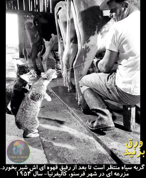 خلاقیت هنر عکاسی حیوانات گربه مزرعه