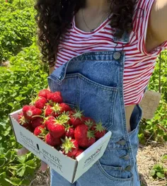 Strawberries