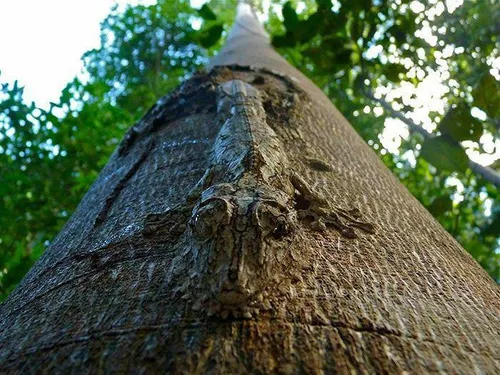 استتار حیرت انگیز مارمولک روی درخت