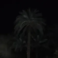 چه نخل قشنگی🌴🌴