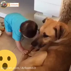 هیچ وقت بچه ها رو با حیوانات خانگی تنها نگذارید 