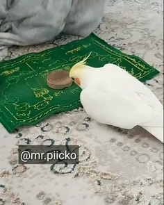 پرنده نماز میخونه تو نمیخونی خجالت بکش  