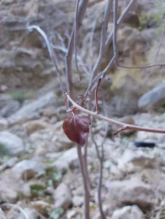 این معجزه‌ی توست که پاییز قشنگ است