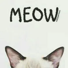 meow meow mn omadm 😺 👋 🏽